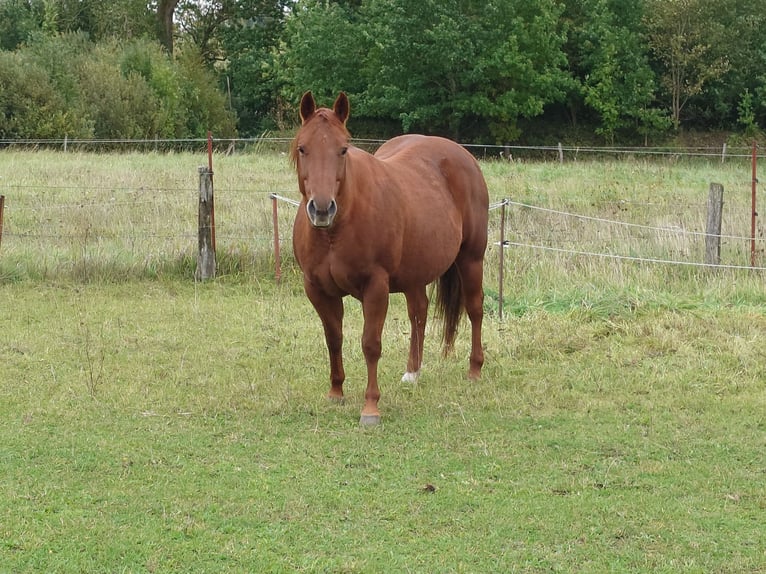 American Quarter Horse Stute 9 Jahre 148 cm Dunkelfuchs in Demmin