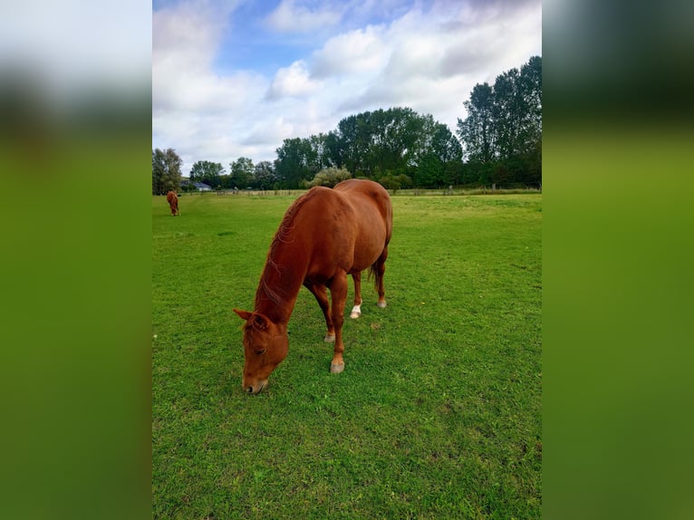 American Quarter Horse Stute 9 Jahre 148 cm Dunkelfuchs in Demmin