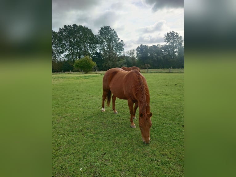American Quarter Horse Stute 9 Jahre 148 cm Dunkelfuchs in Demmin