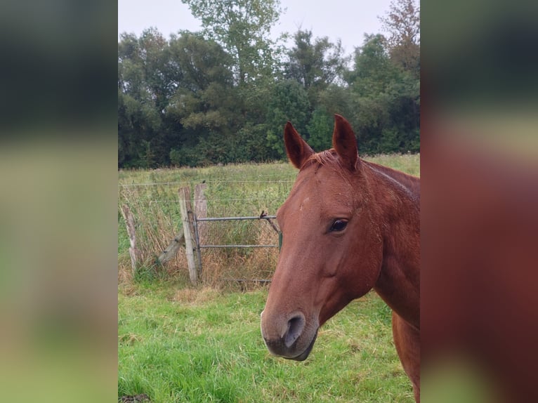 American Quarter Horse Stute 9 Jahre 148 cm Dunkelfuchs in Demmin