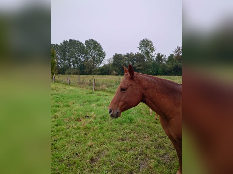 American Quarter Horse Stute 9 Jahre 148 cm Dunkelfuchs in Demmin