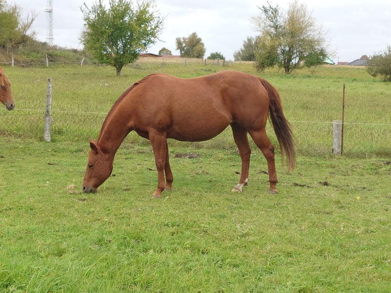 American Quarter Horse Stute 9 Jahre 148 cm Dunkelfuchs in Demmin