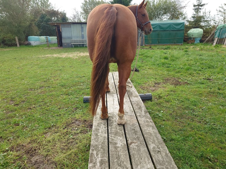 American Quarter Horse Stute 9 Jahre 148 cm Dunkelfuchs in Demmin
