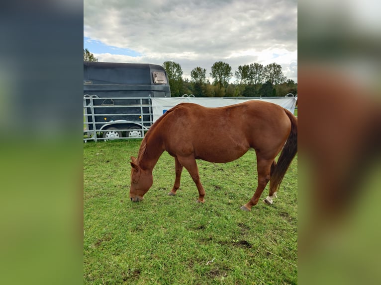 American Quarter Horse Stute 9 Jahre 148 cm Dunkelfuchs in Demmin