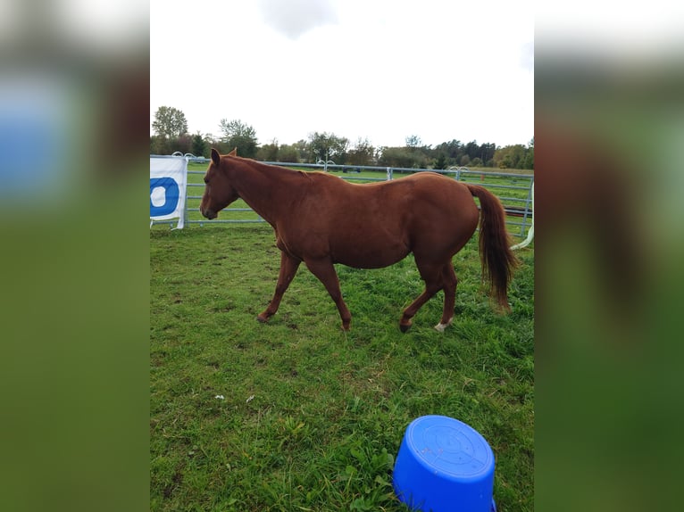 American Quarter Horse Stute 9 Jahre 148 cm Dunkelfuchs in Demmin