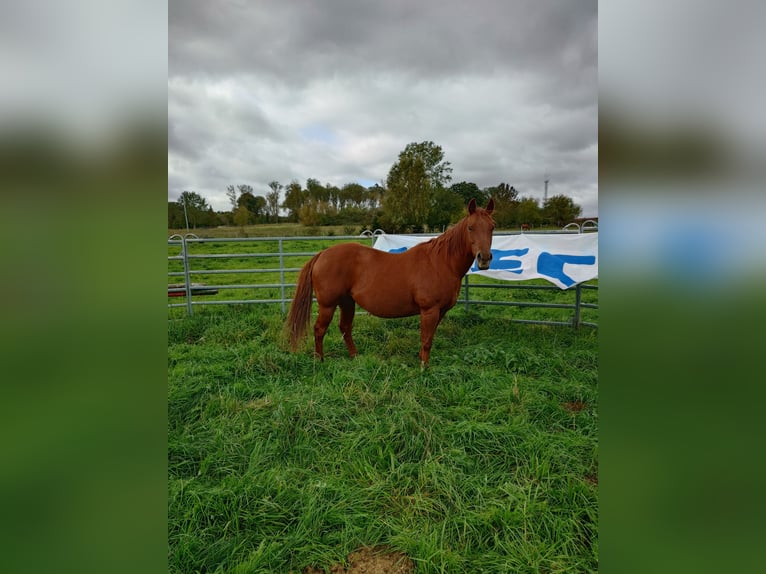 American Quarter Horse Stute 9 Jahre 148 cm Dunkelfuchs in Demmin