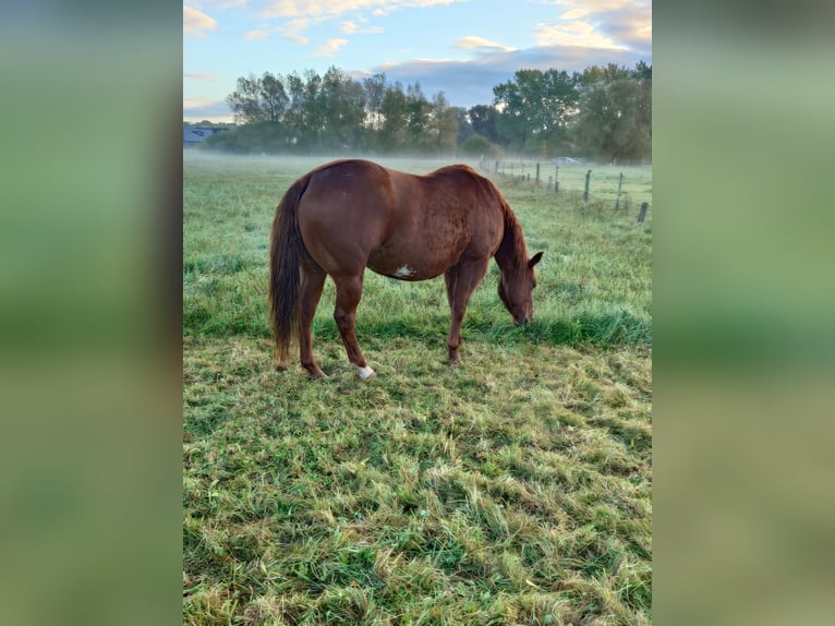 American Quarter Horse Stute 9 Jahre 148 cm Dunkelfuchs in Demmin