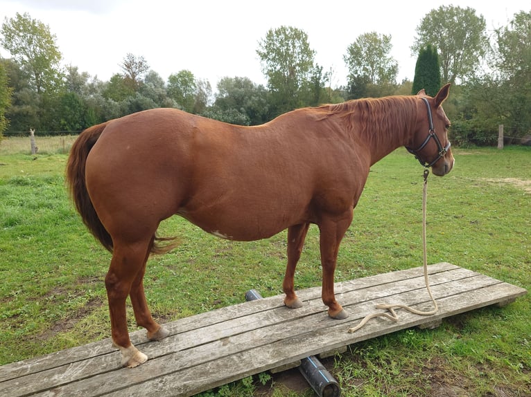 American Quarter Horse Stute 9 Jahre 148 cm Dunkelfuchs in Demmin