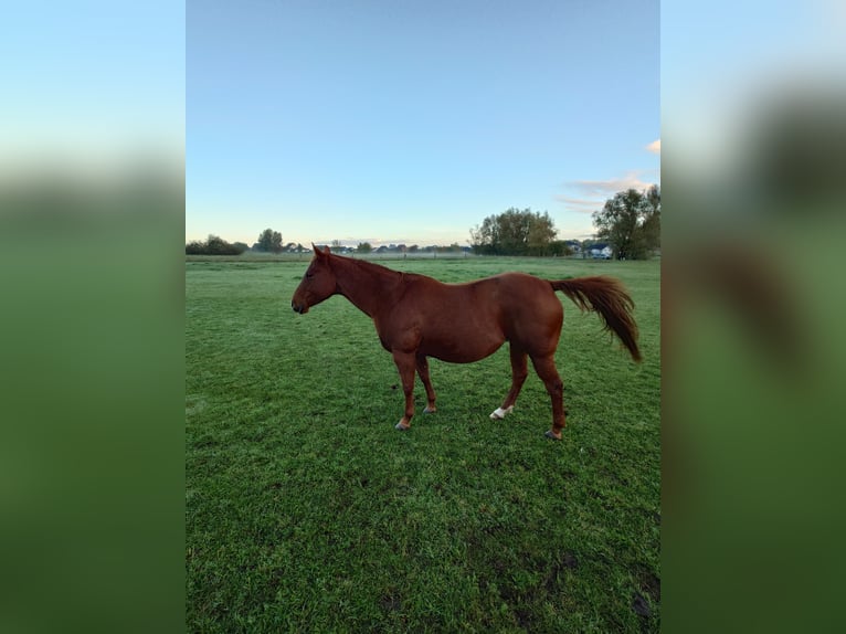 American Quarter Horse Stute 9 Jahre 148 cm Dunkelfuchs in Demmin