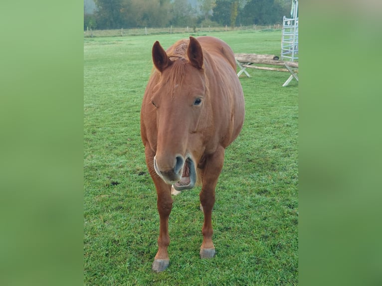 American Quarter Horse Stute 9 Jahre 148 cm Dunkelfuchs in Demmin