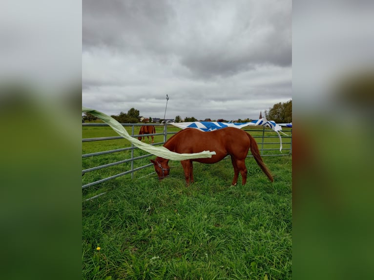 American Quarter Horse Stute 9 Jahre 148 cm Dunkelfuchs in Demmin
