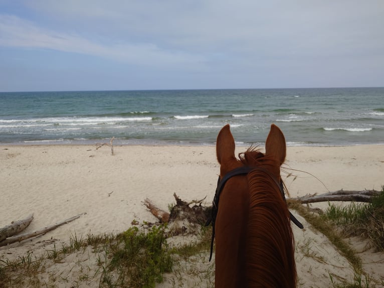 American Quarter Horse Stute 9 Jahre 148 cm Dunkelfuchs in Demmin