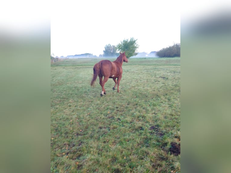 American Quarter Horse Stute 9 Jahre 148 cm Dunkelfuchs in Demmin