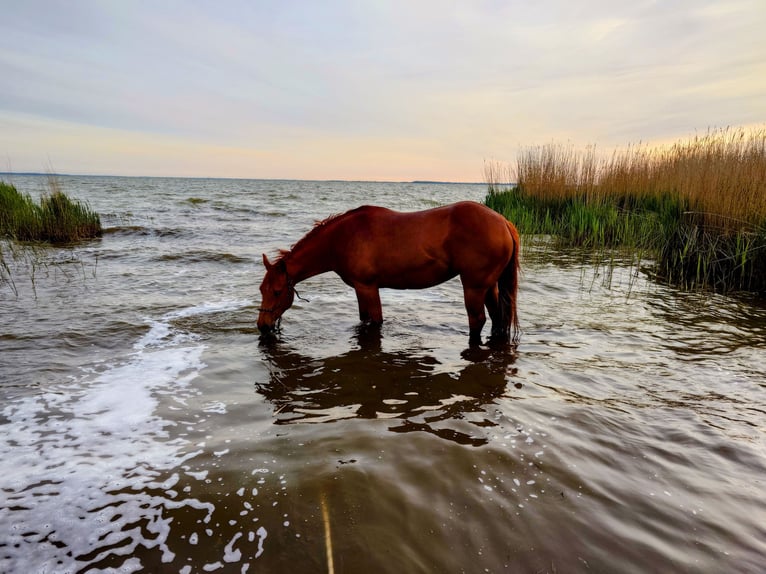 American Quarter Horse Stute 9 Jahre 148 cm Dunkelfuchs in Demmin