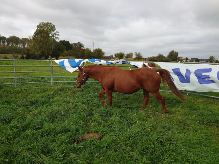 American Quarter Horse Stute 9 Jahre 148 cm Dunkelfuchs in Demmin