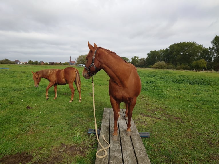 American Quarter Horse Stute 9 Jahre 148 cm Dunkelfuchs in Demmin