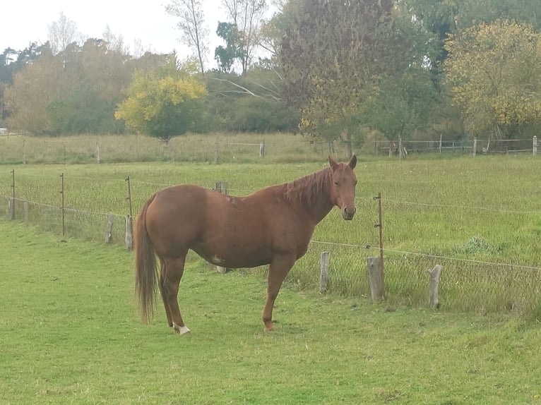 American Quarter Horse Stute 9 Jahre 148 cm Dunkelfuchs in Demmin