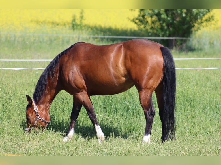American Quarter Horse Stute 9 Jahre 148 cm in Hurbanovo