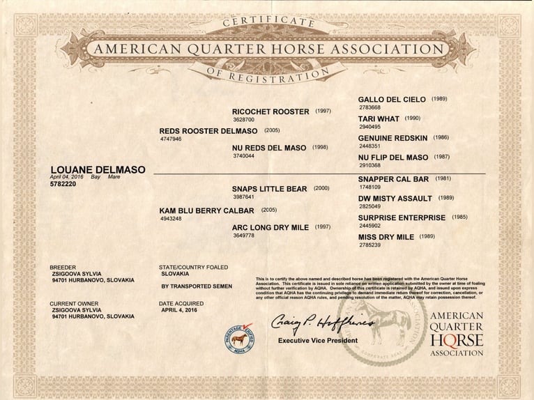 American Quarter Horse Stute 9 Jahre 148 cm in Hurbanovo