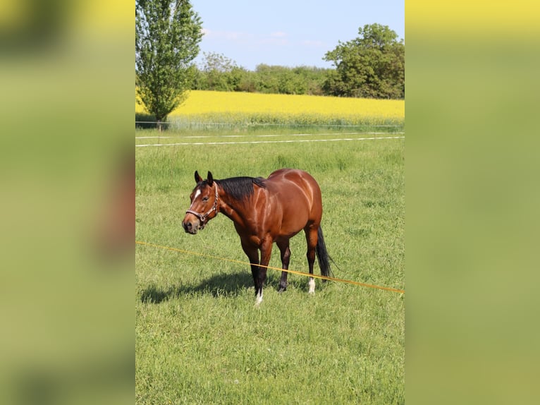 American Quarter Horse Stute 9 Jahre 148 cm in Hurbanovo