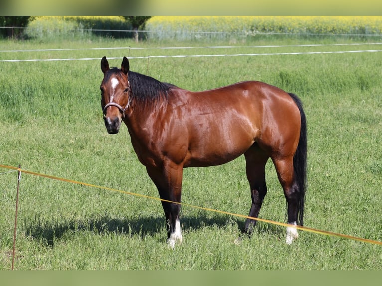 American Quarter Horse Stute 9 Jahre 148 cm in Hurbanovo