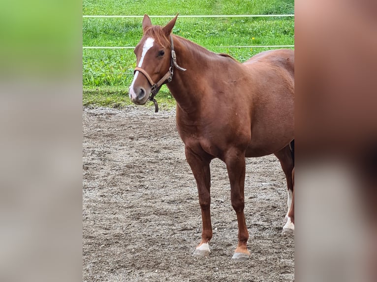 American Quarter Horse Stute 9 Jahre 148 cm Fuchs in 5166 Perwang am Grabensee