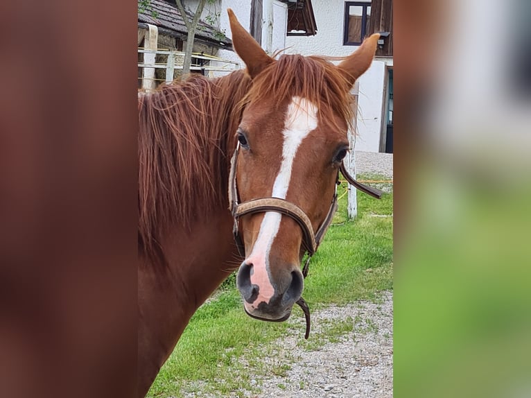 American Quarter Horse Stute 9 Jahre 148 cm Fuchs in 5166 Perwang am Grabensee