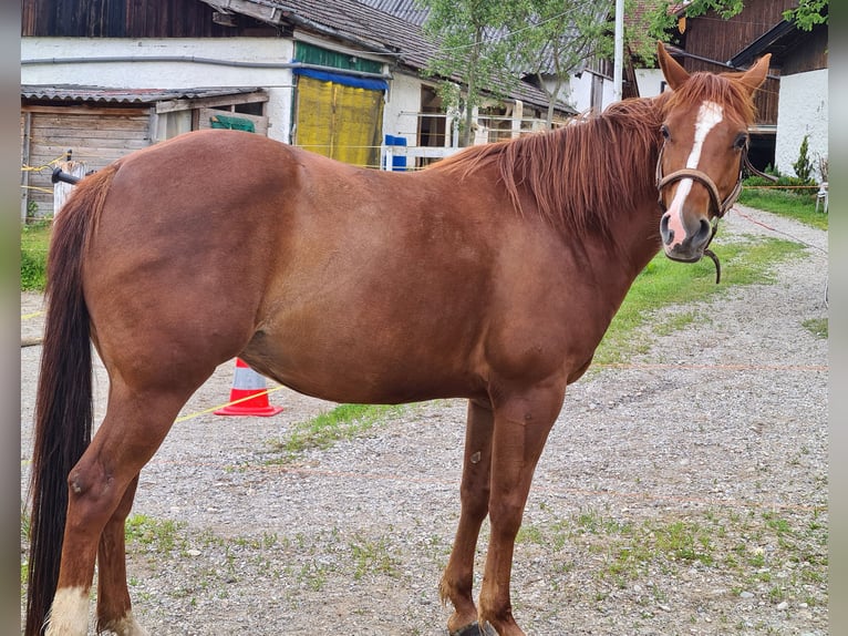 American Quarter Horse Stute 9 Jahre 148 cm Fuchs in 5166 Perwang am Grabensee