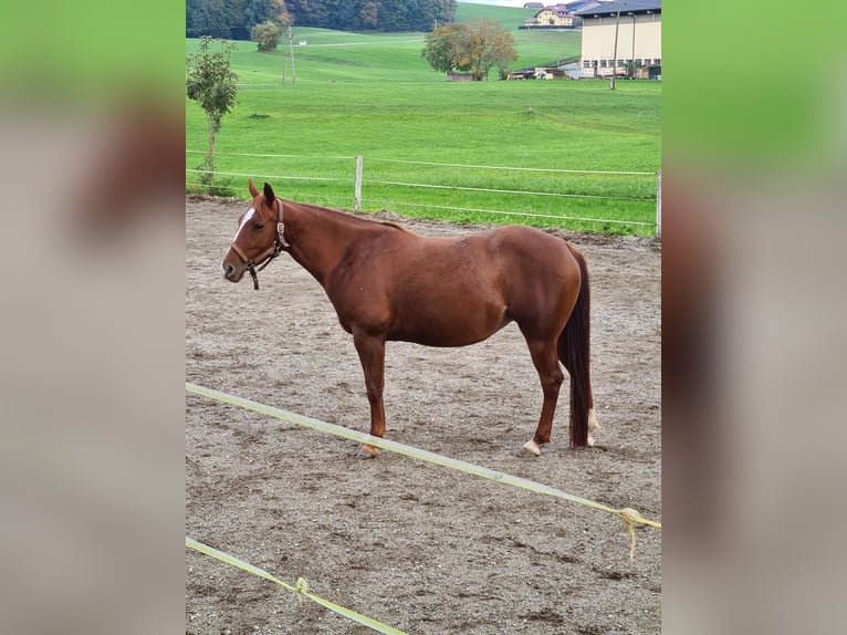 American Quarter Horse Stute 9 Jahre 148 cm Fuchs in 5166 Perwang am Grabensee