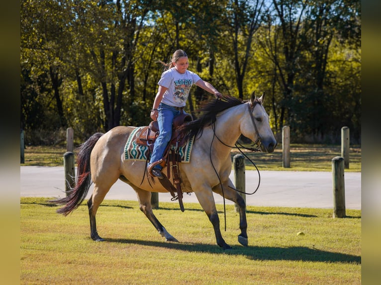 American Quarter Horse Stute 9 Jahre 150 cm Buckskin in Forney