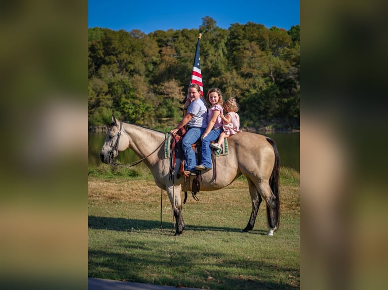 American Quarter Horse Stute 9 Jahre 150 cm Buckskin in Forney
