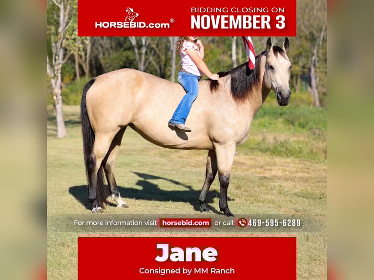 American Quarter Horse Stute 9 Jahre 150 cm Buckskin in Forney