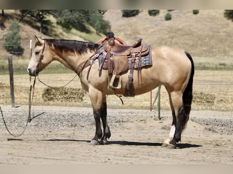 American Quarter Horse Stute 9 Jahre 150 cm Buckskin in Tres Pinos