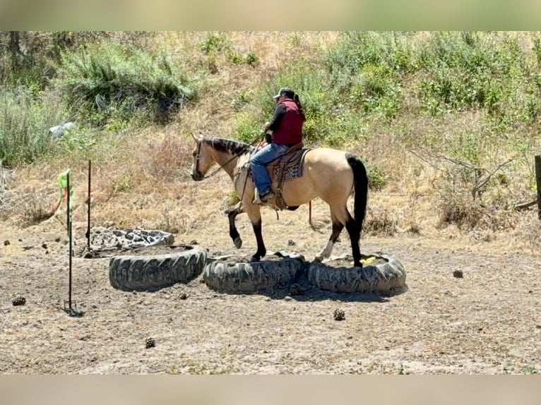 American Quarter Horse Stute 9 Jahre 150 cm Buckskin in Tres Pinos