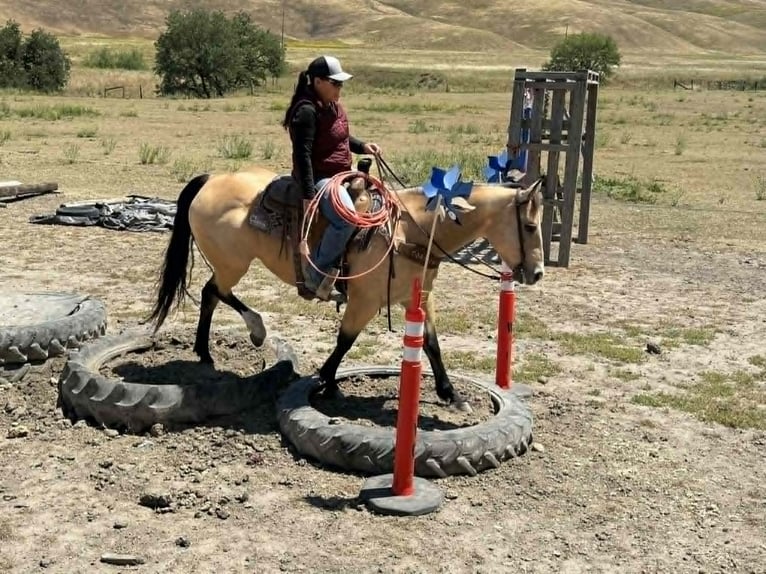 American Quarter Horse Stute 9 Jahre 150 cm Buckskin in Tres Pinos