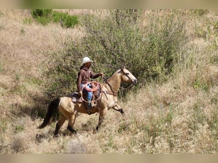 American Quarter Horse Stute 9 Jahre 150 cm Buckskin in Tres Pinos