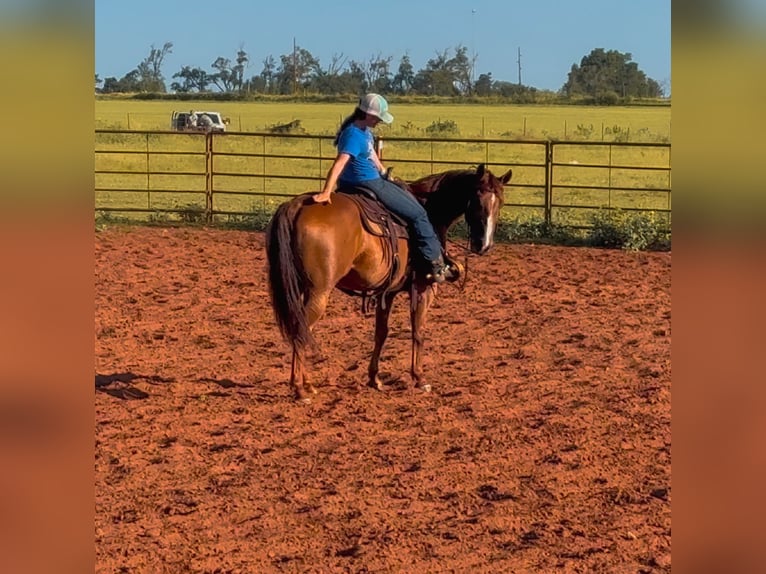 American Quarter Horse Stute 9 Jahre 150 cm Dunkelfuchs in Elk City OK
