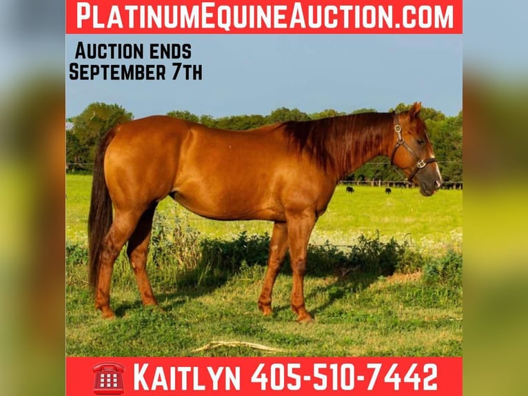 American Quarter Horse Stute 9 Jahre 150 cm Dunkelfuchs in Elk City OK