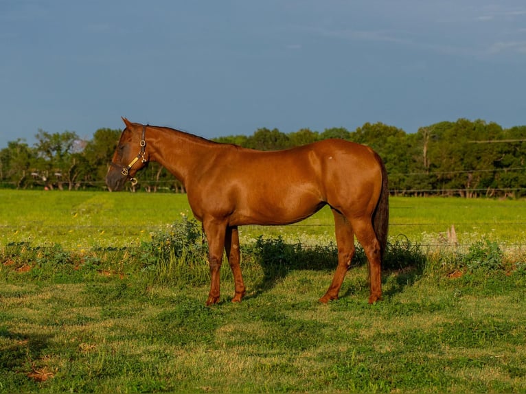American Quarter Horse Stute 9 Jahre 150 cm Dunkelfuchs in Elk City OK