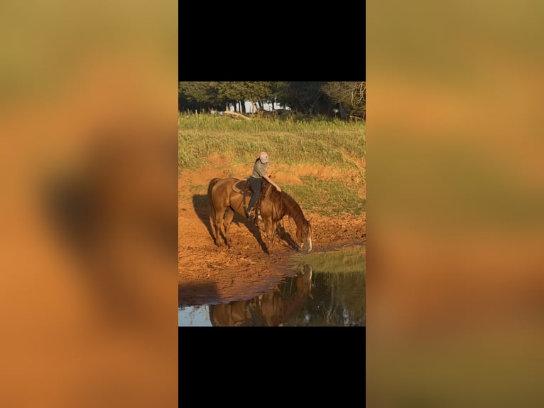 American Quarter Horse Stute 9 Jahre 150 cm Dunkelfuchs in Elk City OK