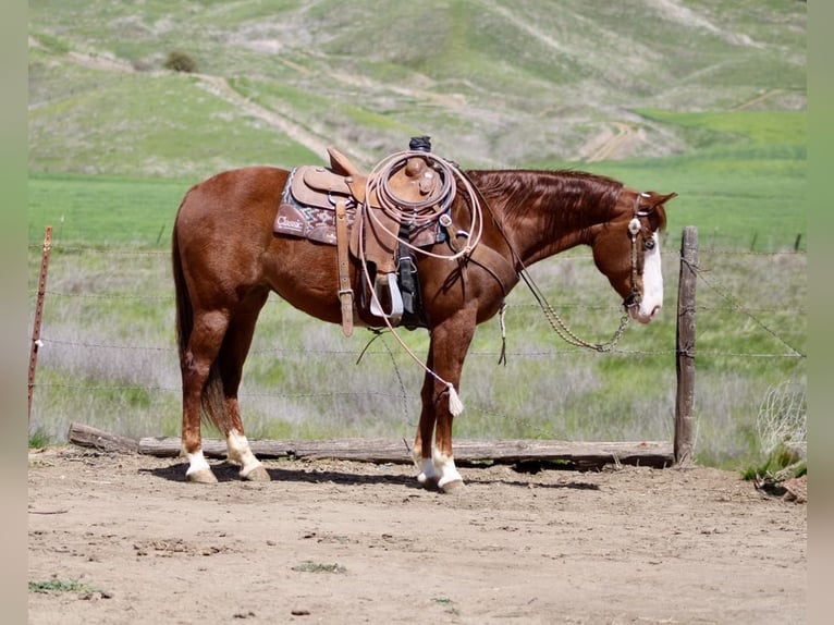 American Quarter Horse Stute 9 Jahre 150 cm Dunkelfuchs in Paicines CA