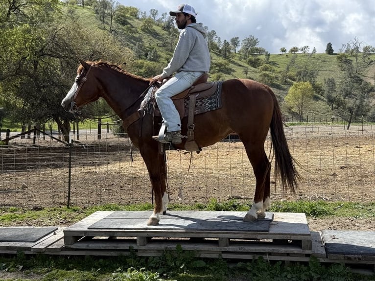 American Quarter Horse Stute 9 Jahre 150 cm Dunkelfuchs in Paicines CA