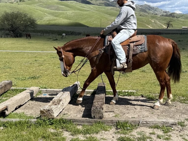 American Quarter Horse Stute 9 Jahre 150 cm Dunkelfuchs in Paicines CA
