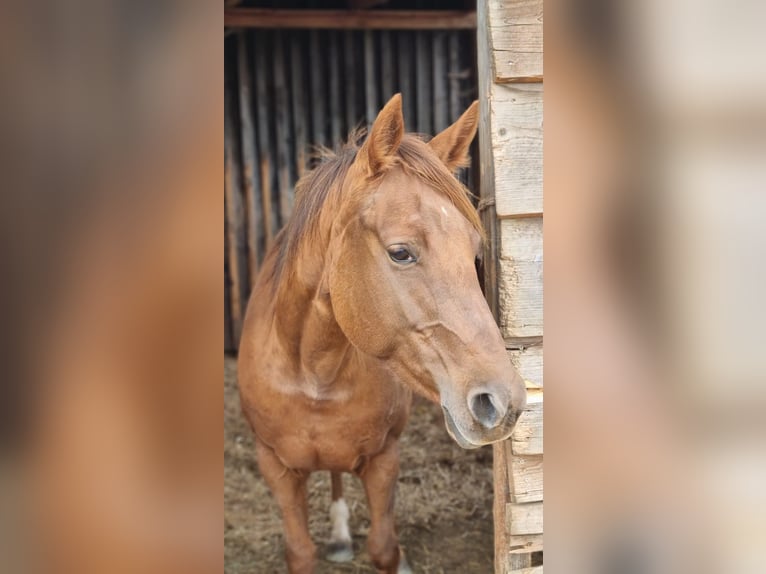 American Quarter Horse Stute 9 Jahre 150 cm Fuchs in Zell