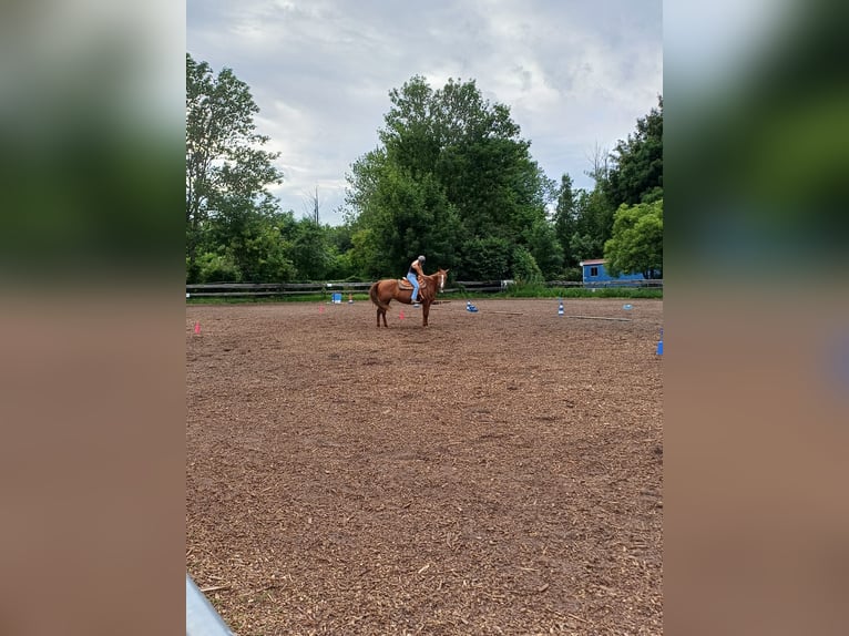American Quarter Horse Mix Stute 9 Jahre 150 cm Fuchs in G&#xF6;rlitz