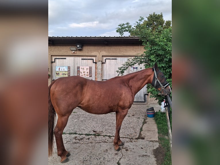 American Quarter Horse Mix Stute 9 Jahre 150 cm Fuchs in G&#xF6;rlitz