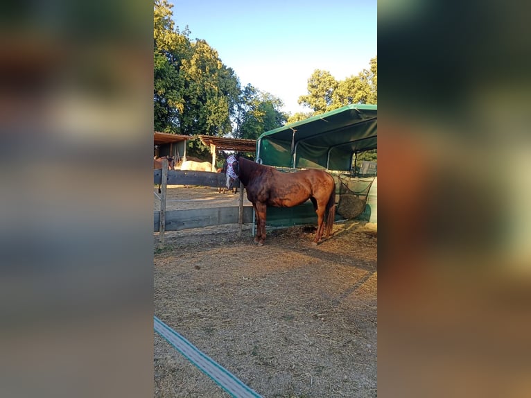 American Quarter Horse Mix Stute 9 Jahre 150 cm Fuchs in G&#xF6;rlitz