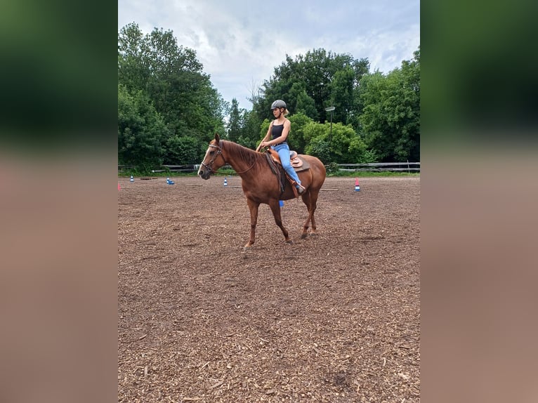 American Quarter Horse Mix Stute 9 Jahre 150 cm Fuchs in G&#xF6;rlitz