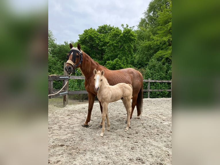 American Quarter Horse Stute 9 Jahre 150 cm Fuchs in Moorweg