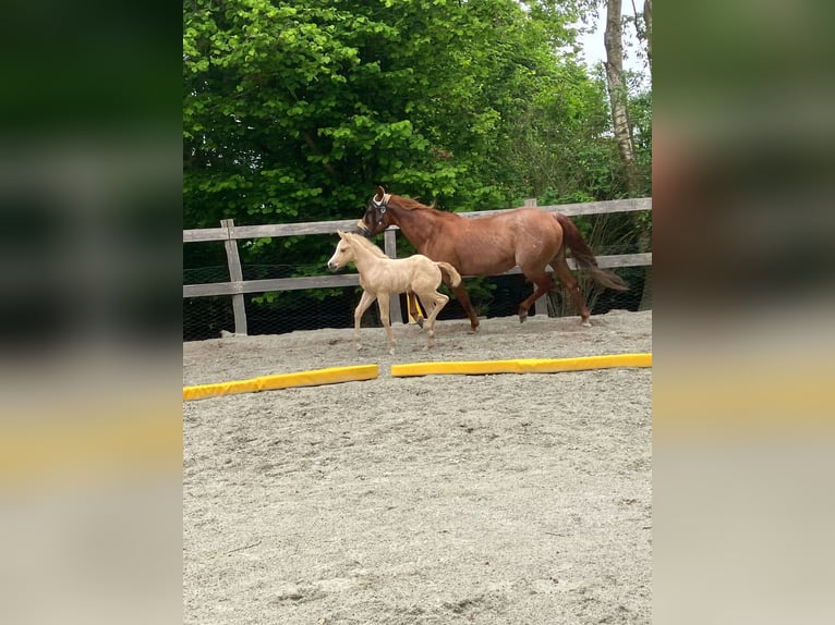 American Quarter Horse Stute 9 Jahre 150 cm Fuchs in Moorweg